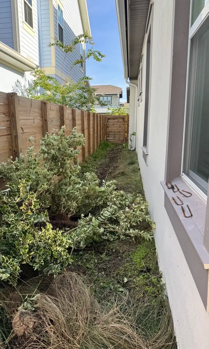 A side yard in Lake Nona overgrown with shrubs and weeds along a wood fence
