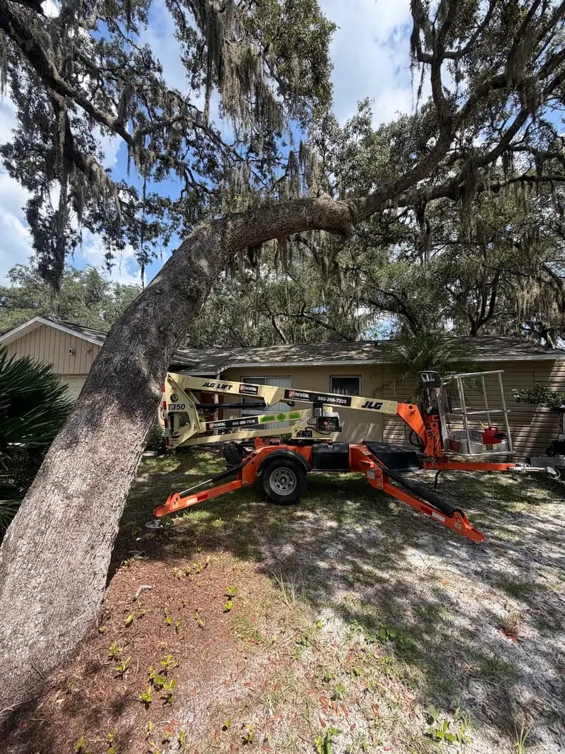 A tree lift set up under a leaning live oak