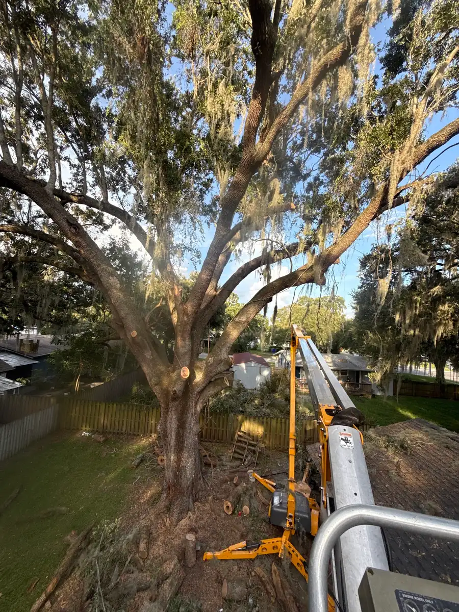 A tree lift set up beside a big oak being cut back
